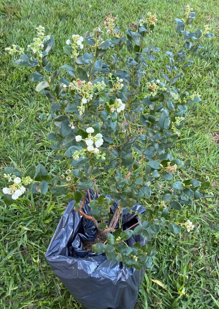 Muda de Mirtilo Florindo